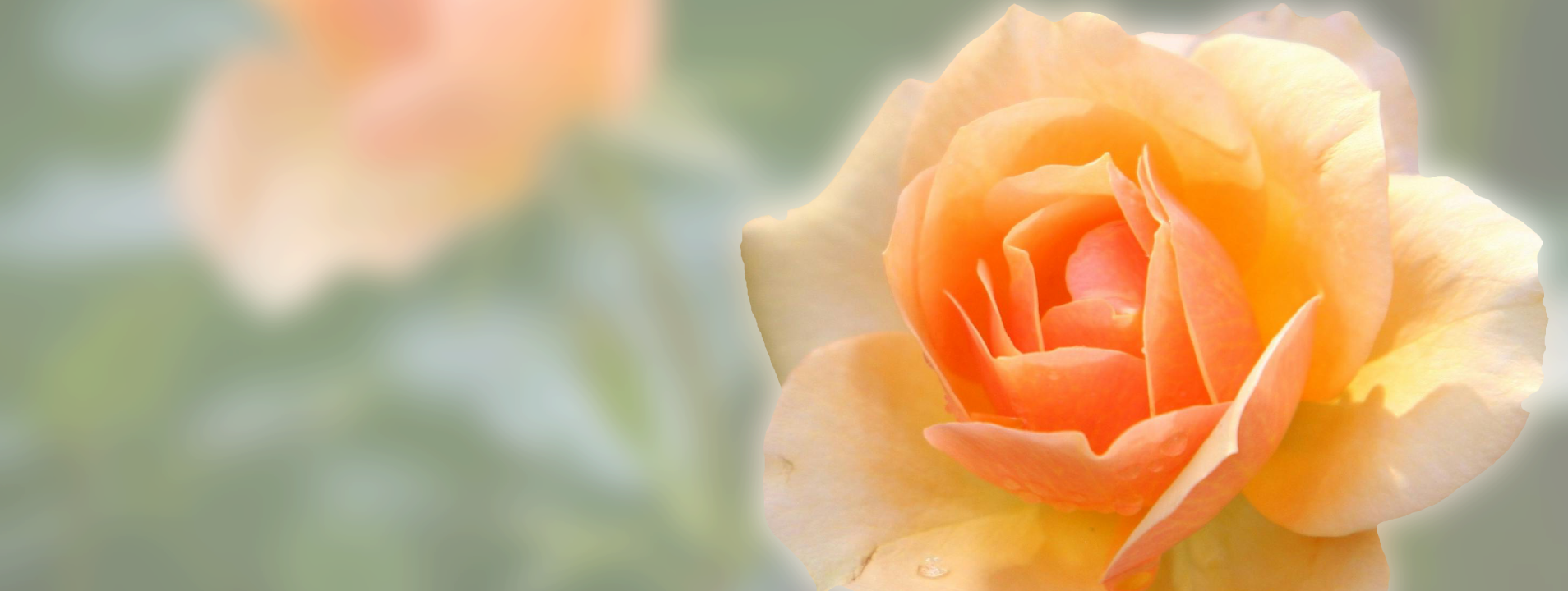 Minőségi rózsák gazdag választék