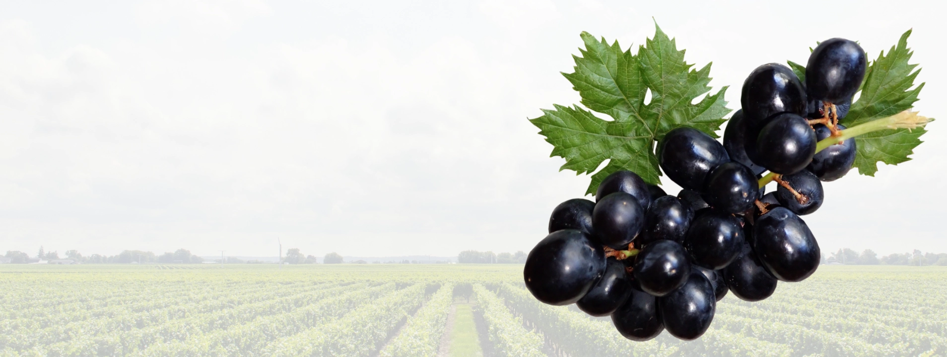 Üdvözöllek a napfényes Szőlőoltványok birodalmában!