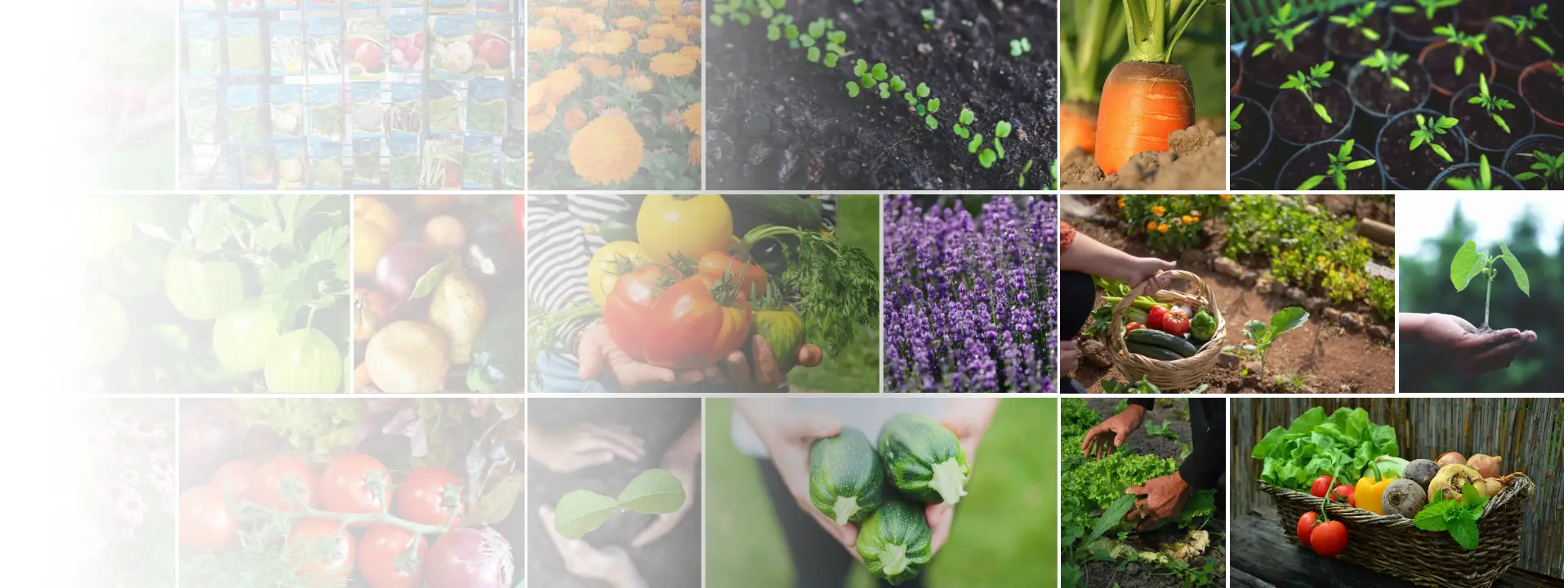 Vetőmag vásárlás | Plantracio.hu