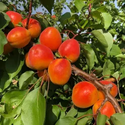 Madrigal ( Prunus armeniaca 'Madrigal' ) kajszibarack, prémium minőségű közép-késői kajszifajta