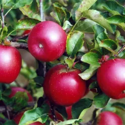 Mars oszlopos almafa ( Malus domestica 'Mars' )