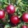 Mars oszlopos almafa ( Malus domestica 'Mars' )