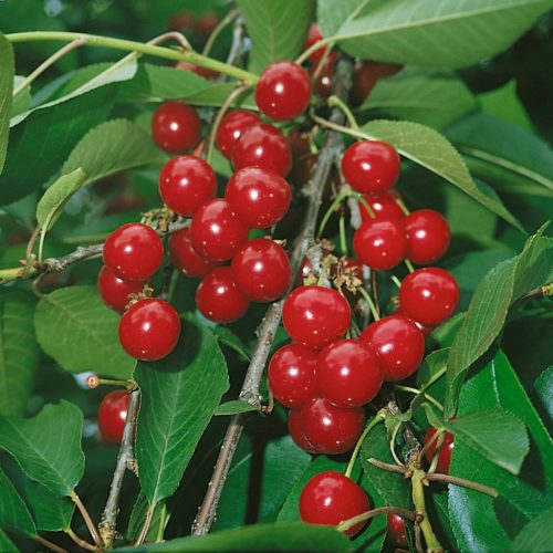 Érdi bőtermő meggyfa konténerben (cserépben)