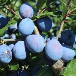 Haroma szilvafa szabadgyökerű