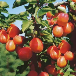 Flavor Cot ( Prunus armeniaca 'FlavorCot' ) sárgabarack, kajszibarack