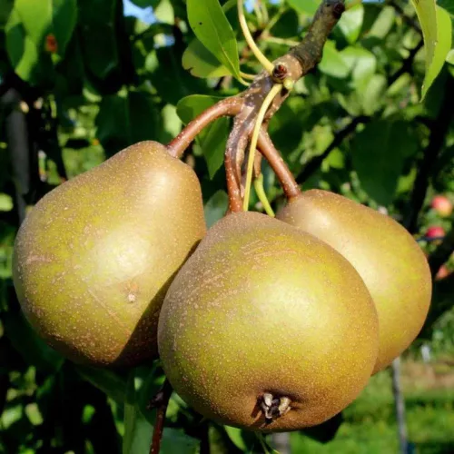 Uta körte, prémium minőségű, kései érésű téli fajta