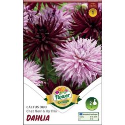 Chat Noir & Hy Trio dália hagyma duo