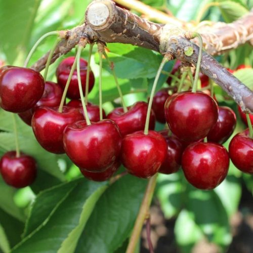 Tamara cseresznyefa szabadgyökerű