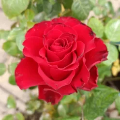 Rhodos teahibrid rózsa