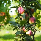 Pompink ( Malus domestica 'Pompink' )oszlopos almafa
