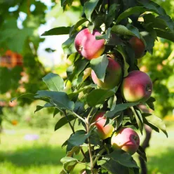 Pompink ( Malus domestica 'Pompink' )oszlopos almafa