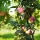 Pompink ( Malus domestica 'Pompink' )oszlopos almafa