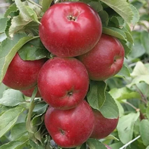 Pompink ( Malus domestica 'Pompink' )oszlopos almafa