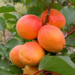 Augustino ( Prunus armenicana 'Augustino' ) sárgabarack, késői érésű kajszifajta