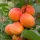 Augustino ( Prunus armenicana 'Augustino' ) sárgabarack, késői érésű kajszifajta