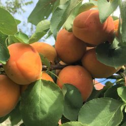 Sirena kéősi kajszi öntermékeny