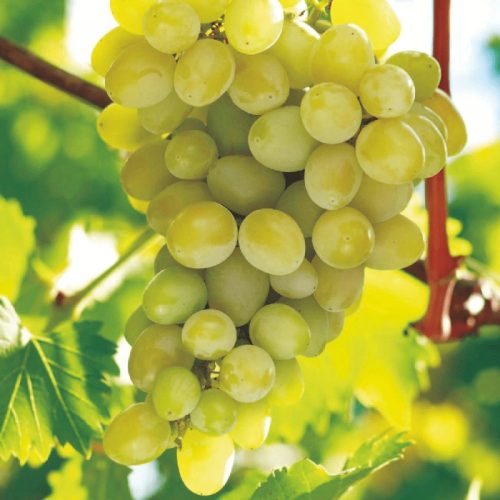 Thompson seedless magnélküli szőlőoltvány konténerben (cserépben)