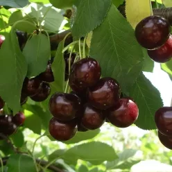 Feketicsi  meggyfa szabadgyökerű