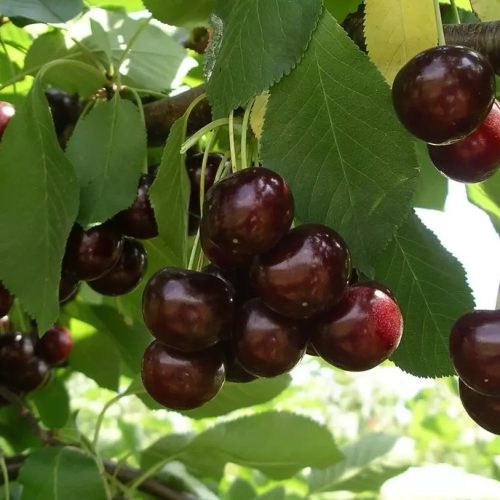 Feketicsi  meggyfa szabadgyökerű