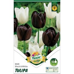 Fekete és fehér duó tulipán hagyma(10 db/csomag)"