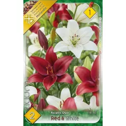 Liliom Red & White duo 2db/cs