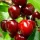 Alex cseresznyefa szabadgyökerű