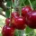 Techlovan ( Prunus avium 'Techlovan' ) cseresznye a prémium minőségű, nagyszemű gyümölcsök
