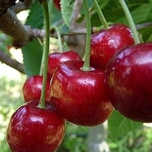 Techlovan ( Prunus avium 'Techlovan' ) cseresznye a prémium minőségű, nagyszemű gyümölcsök