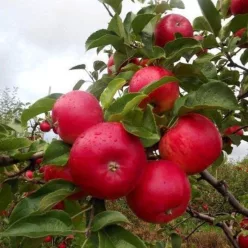Rubinola ( Malus domestica 'Rubinola' almafa