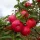 Rubinola ( Malus domestica 'Rubinola' almafa