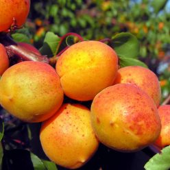 Rakovszky kajszi kajszibarackfa szabadgyökerű