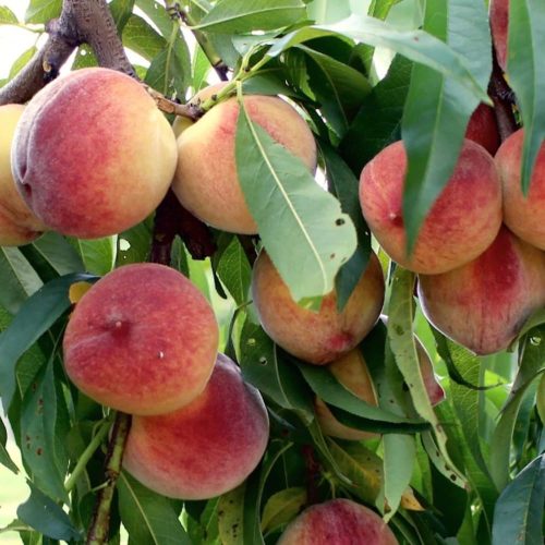 Redhaven Bianca őszibarackfa konténerben (cserépben)