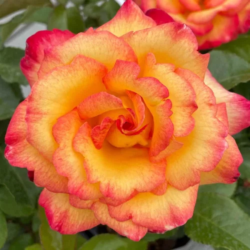 Sheila's Perfume virágágyi floribunda rózsa konténerben (cserépben) - sárga, piros sziromszéllel
