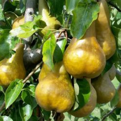 Bosc kobak körtefa - konténerben (cserépben)