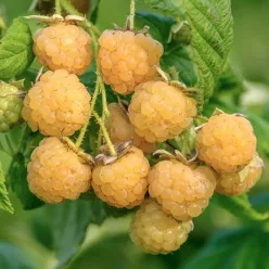 Fall Gold folytontermő sárga málnabokor