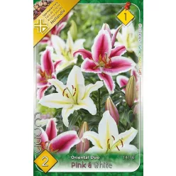 Liliom Pink & White duo 2db/cs