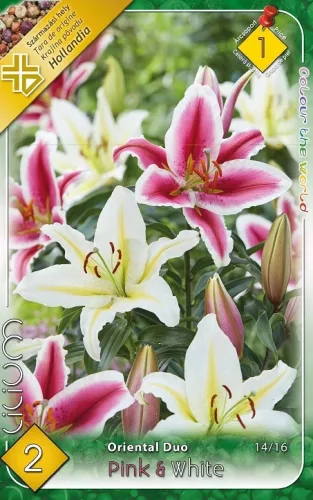 Liliom Pink & White duo 2db/cs