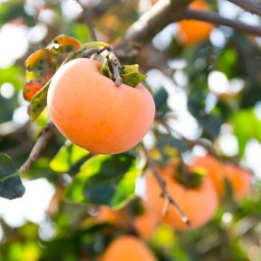 Datolyaszilva fajták