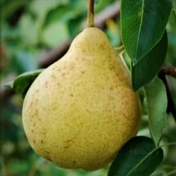 Hardenpont téli vajkörtefa