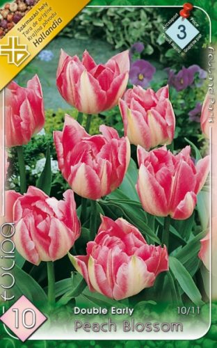 Peach Blossom tulipán hagyma  (10 db/csomag)