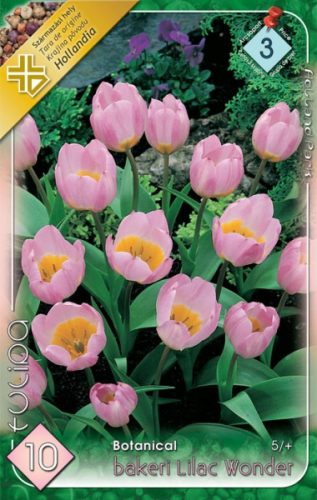 Lilac Wonder tulipán hagyma (10db/csomag)