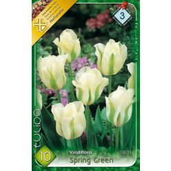 Spring Green tulipán hagyma (10 db/csomag)