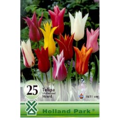   Mix Liliomvirágú tulipán hagyma válogatás (25 db/csomag)