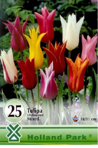 Mix Liliomvirágú tulipán hagyma válogatás (25 db/csomag)