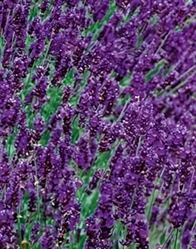 Hidcote Blue levendula, Angol levendula, Orvosi levendula