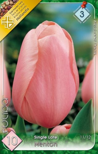 Menton tulipán hagyma (10 db/csomag)