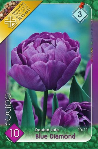 Blue Diamond tulipán hagyma (10 db/csomag)