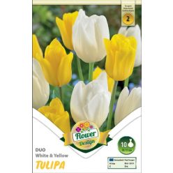   Fehér és sárga duó tulipán hagyma színkeverék (10 db/csomag)