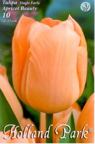 Apricot Beauty tulipán hagyma (10 db/csomag)