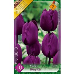 Negrita tulipán hagyma (10 db/csomag)